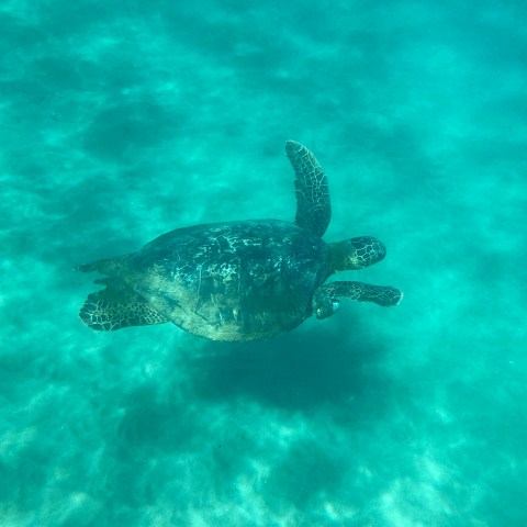 a turtle swimming under water