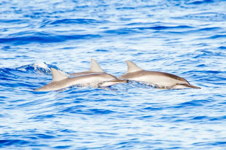 a dolphin swimming in a body of water
