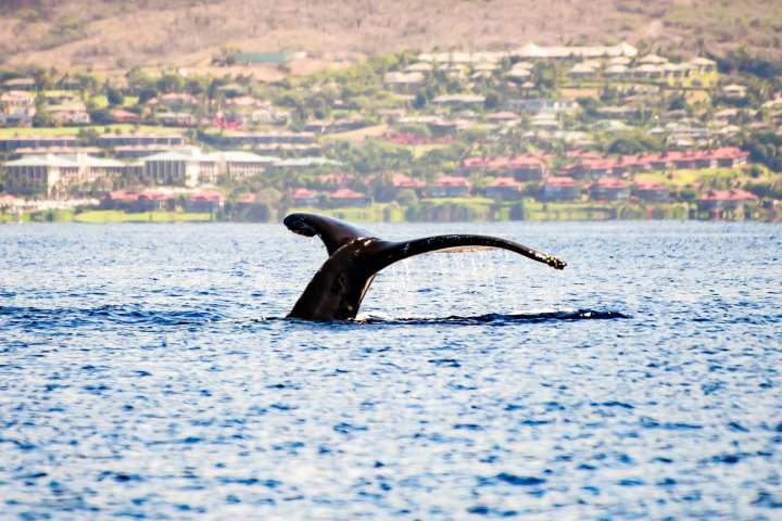 a bird flying over a body of water