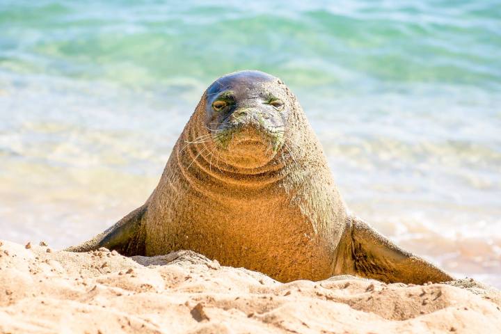 a seal located in a body of water