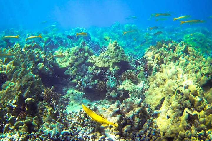 underwater view of a coral