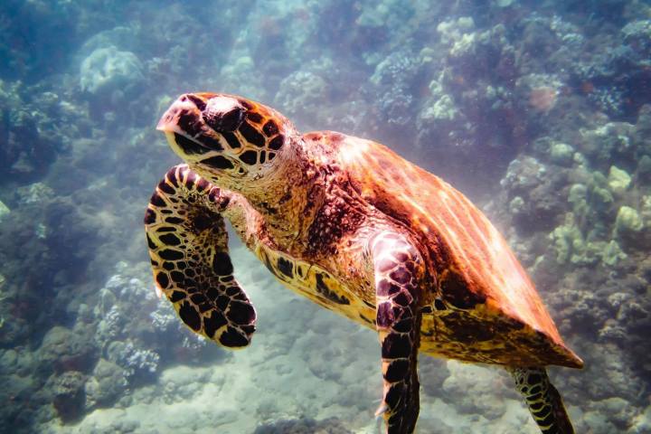 a close up of a turtle