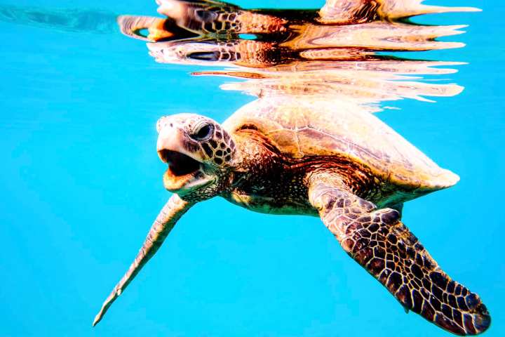 a turtle swimming under water