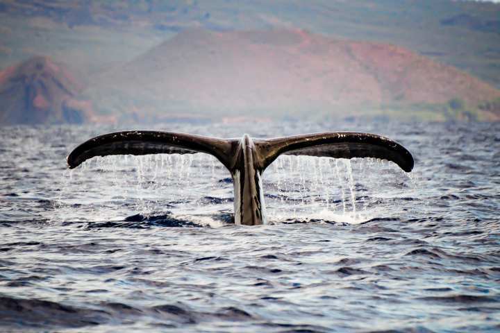 a whale jumping out of the water